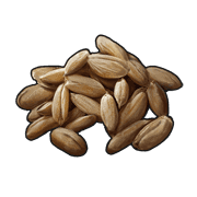 Wheat Seed